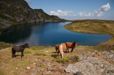 rila Dağları Gölü tarafından atlar