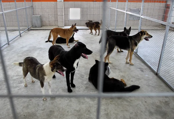 Abrigo de cães sem abrigo — Fotografia de Stock