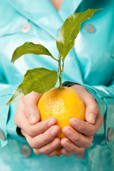 신선한 레몬을 손 — 스톡 사진
