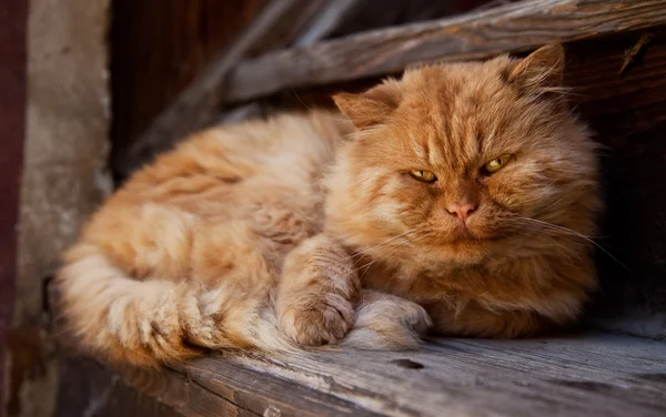 stock image Big old orange cat