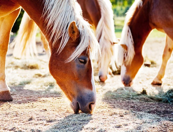Horses grazing oats — Stock Photo, Image