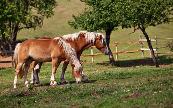 Twee bruin paarden — Stockfoto