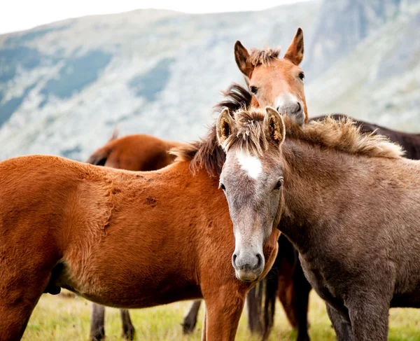Mladí koně v hoře — Stock fotografie