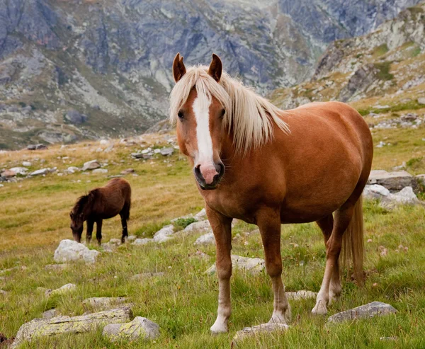 Paard in de bergen — Stockfoto