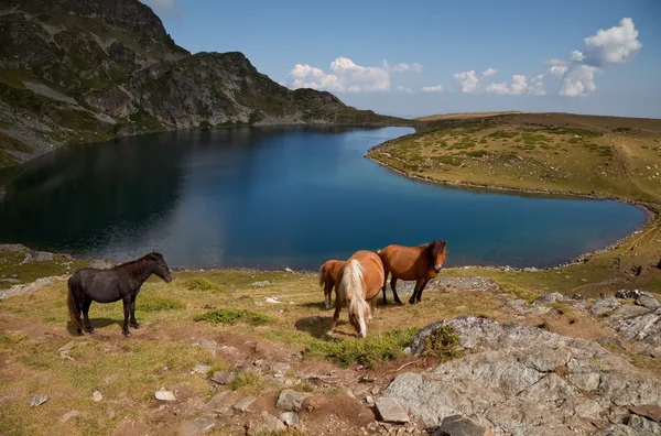 Cavalli da un lago di montagna di Rila — Foto Stock