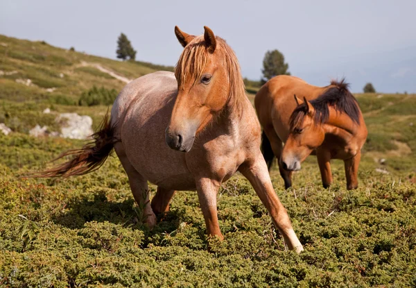 Horses in the mountains — Stock Photo, Image