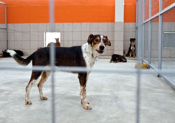 Dog in a shelter — Stock Photo, Image