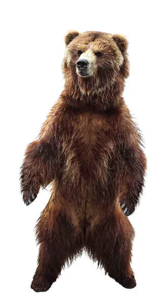 Brązowy niedźwiedź Obrazy Stockowe bez tantiem
