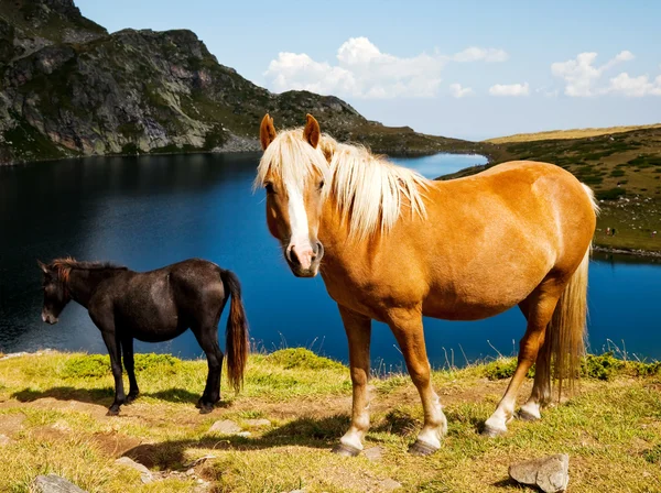 Hästar i bergen Stockbild