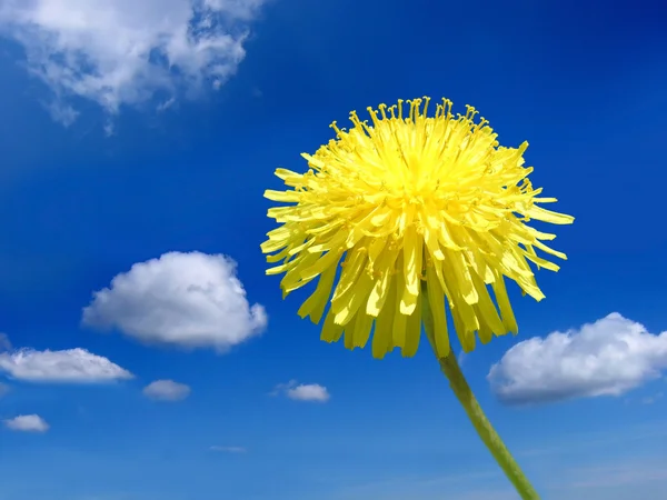 Yellow Dandelion — Stock Photo, Image