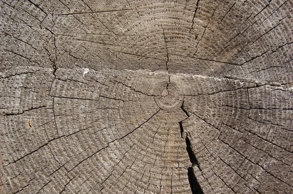Textura de pino viejo —  Fotos de Stock