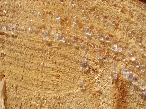 sakızlı testere kesim çam