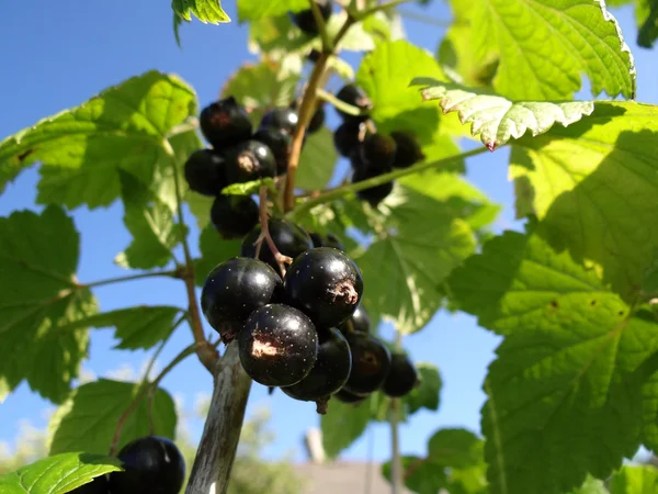dal üzerinde Siyah frenk üzümü