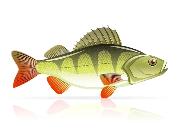 Ryba okoun — Stockový vektor