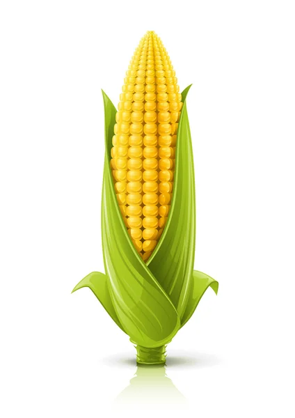 Hoja de maíz — Archivo Imágenes Vectoriales