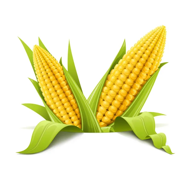 Парочка кукурузных початков — стоковый вектор
