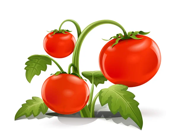 Röd mogen tomat — Stock vektor