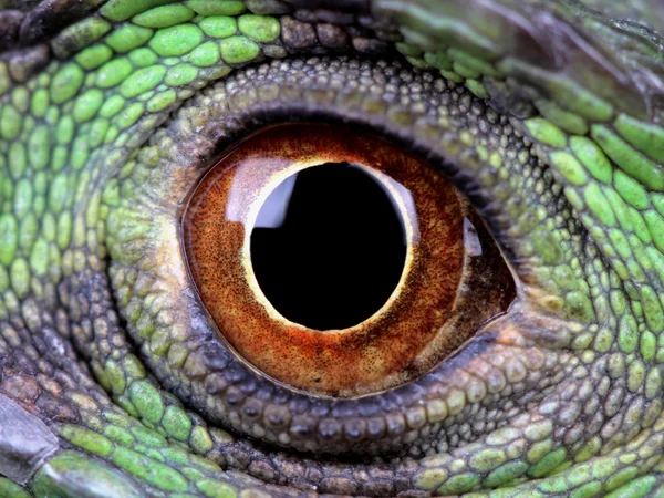 Water dragon eye — Stock Photo, Image