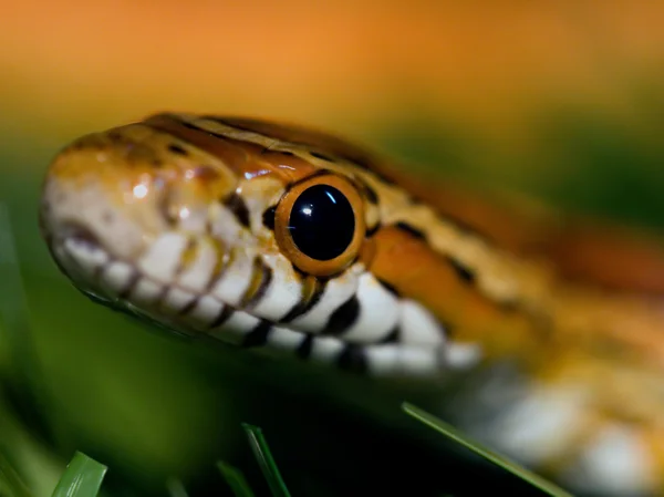 옥수수 뱀 — 스톡 사진