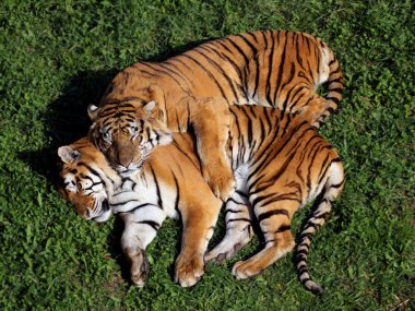 Картина, постер, плакат, фотообои "пара тигров животные природа", артикул 5961879