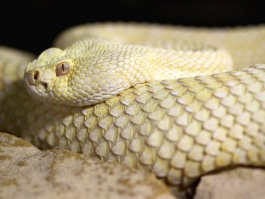 Crotalus