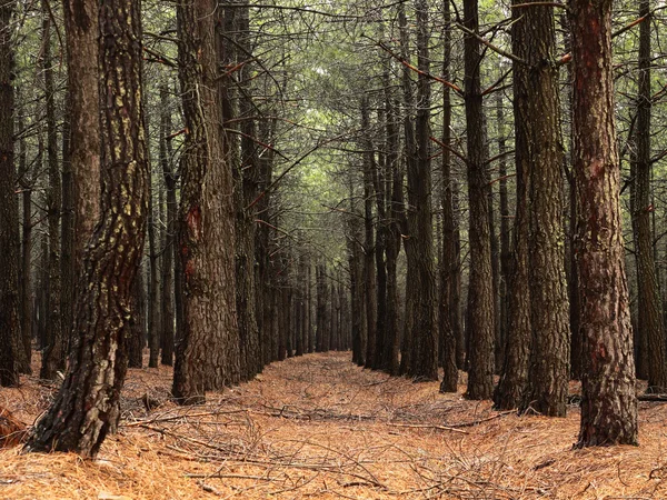 stock image Forest