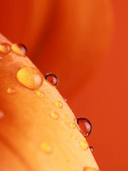 stock image Orange Flower