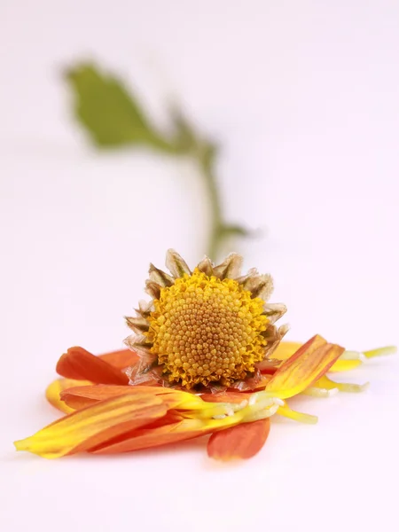 stock image FLOWER