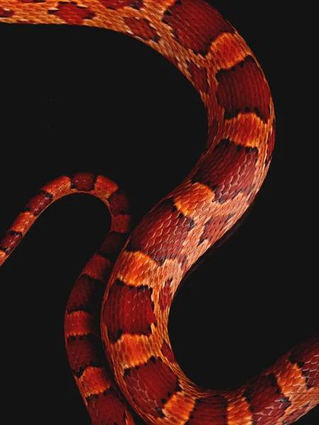Skóra węża — Zdjęcie stockowe