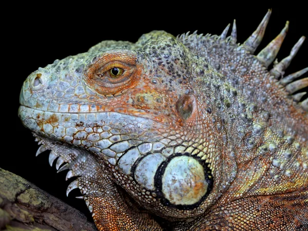 Stock image Green iguana