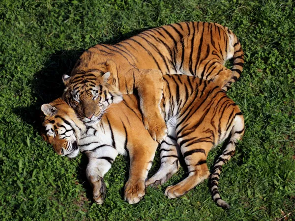 Par de tigres — Foto de Stock