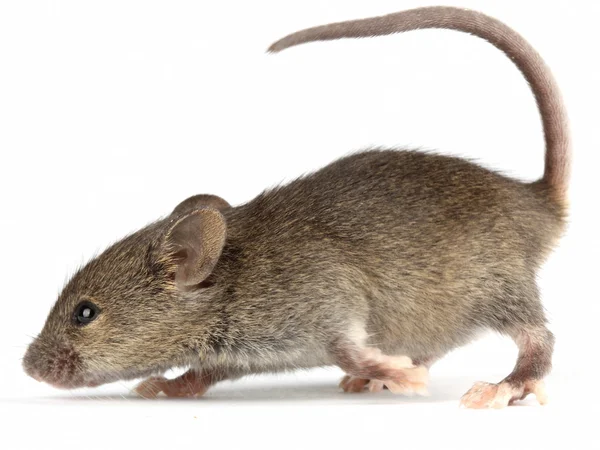 Imagem do rato — Fotografia de Stock