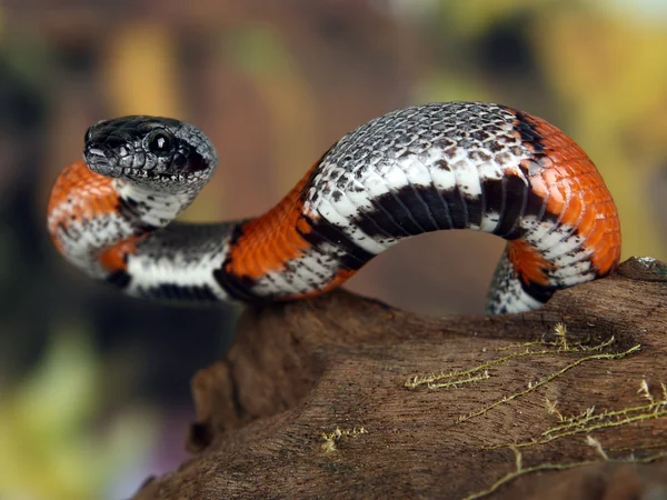 Коралловая змея — стоковое фото