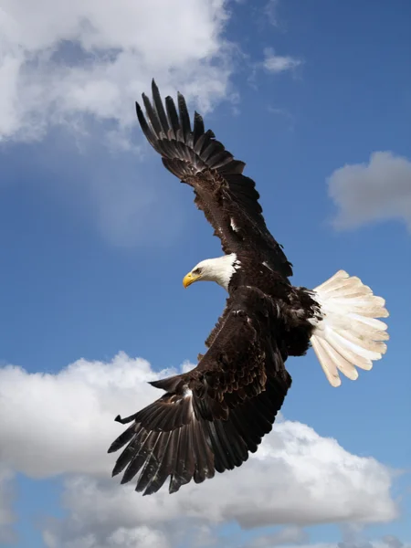 Un águila calva — Foto de Stock