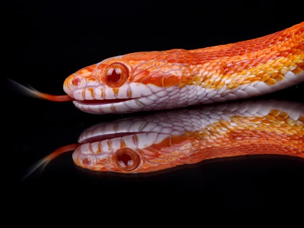Serpente rosso — Foto Stock
