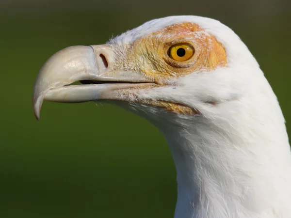 White vulture — Stock Photo, Image