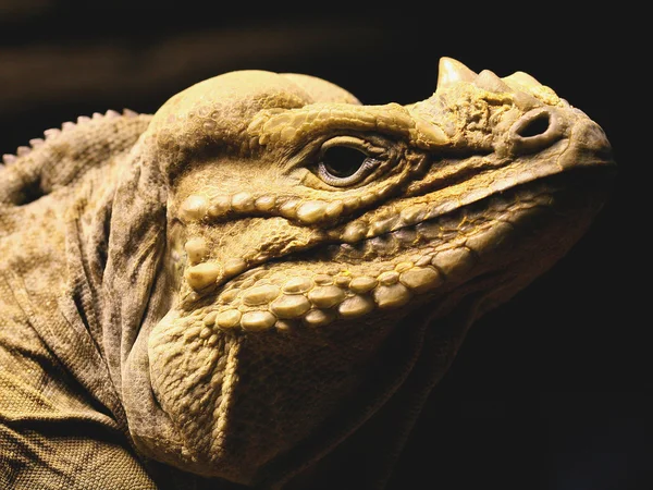 stock image Iguana