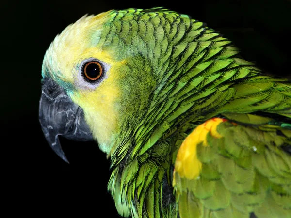 Papagal — Fotografie, imagine de stoc