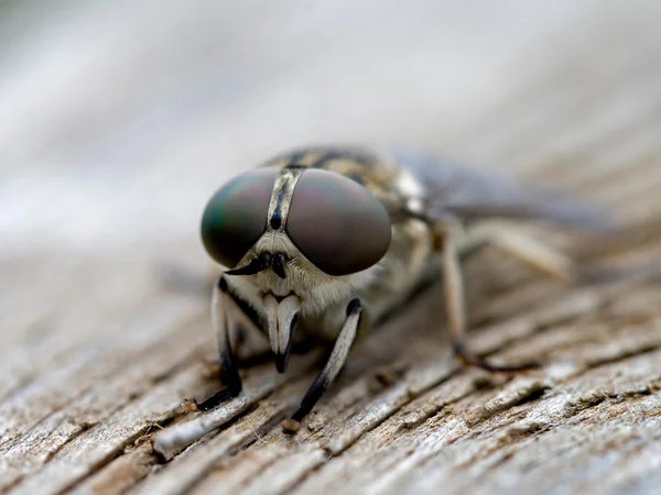 Küçük böcek — Stok fotoğraf