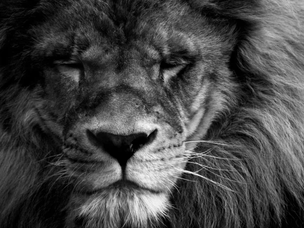 Retrato de un león — Foto de Stock
