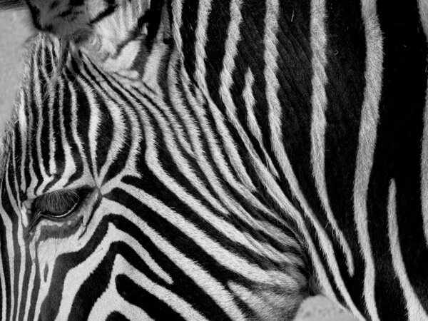 A portrait of a beautiful and wild zebra