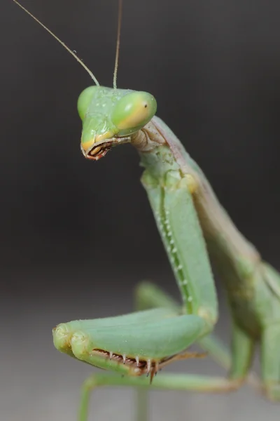 Mantis. —  Fotos de Stock