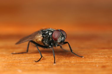 A macro of a fly clipart