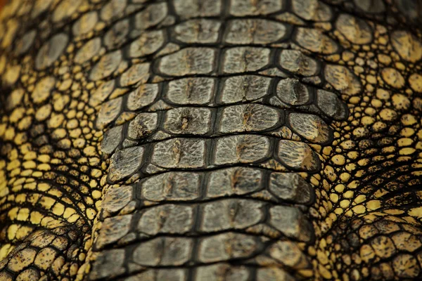 Pelle di alligatore — Foto Stock