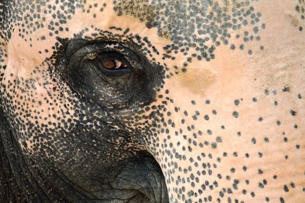 Elephant eye — Stock Photo, Image