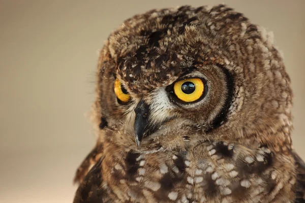 stock image Owl portrait