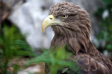 Eagle portresi