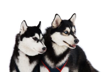 Two husky dogs clipart
