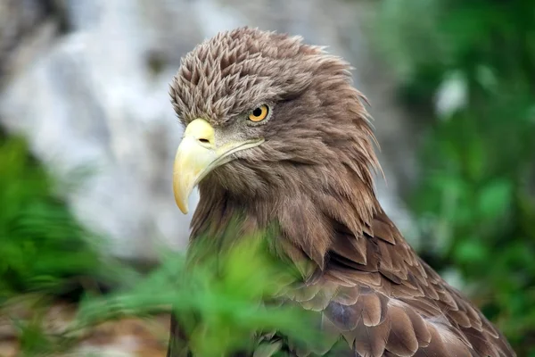 Stock image Eagle portrait