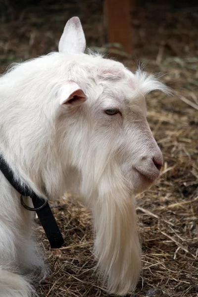 Профиль козы — стоковое фото